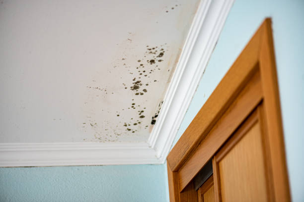 Best Commercial Mold Remediation in Round Lake, IL