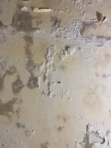 Best Black Mold Remediation in Round Lake, IL