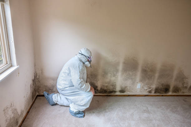 Best Residential Mold Remediation in Round Lake, IL
