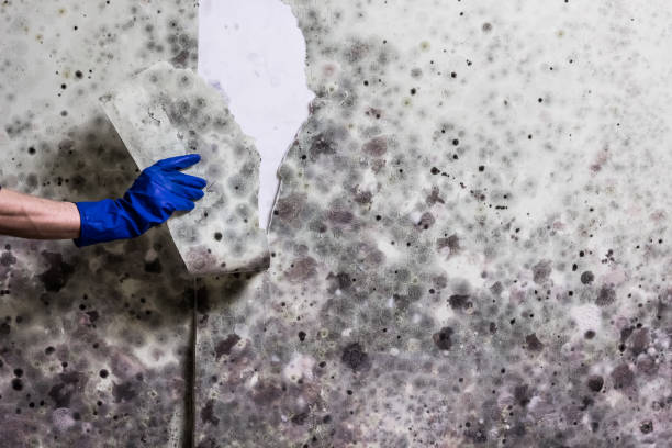 Best Mold Remediation for Schools in Round Lake, IL