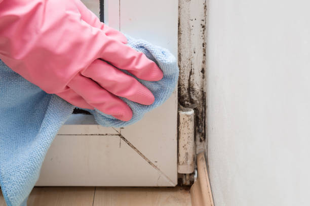 Best Crawl Space Mold Remediation in Round Lake, IL