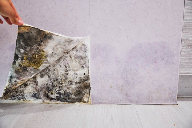 Trusted Round Lake, IL Mold Remediation Experts